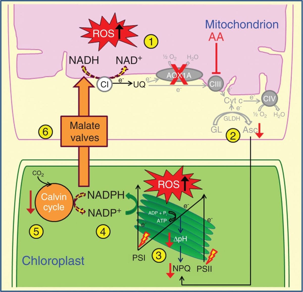 Role of AOX1A in optimizing photosynthesis