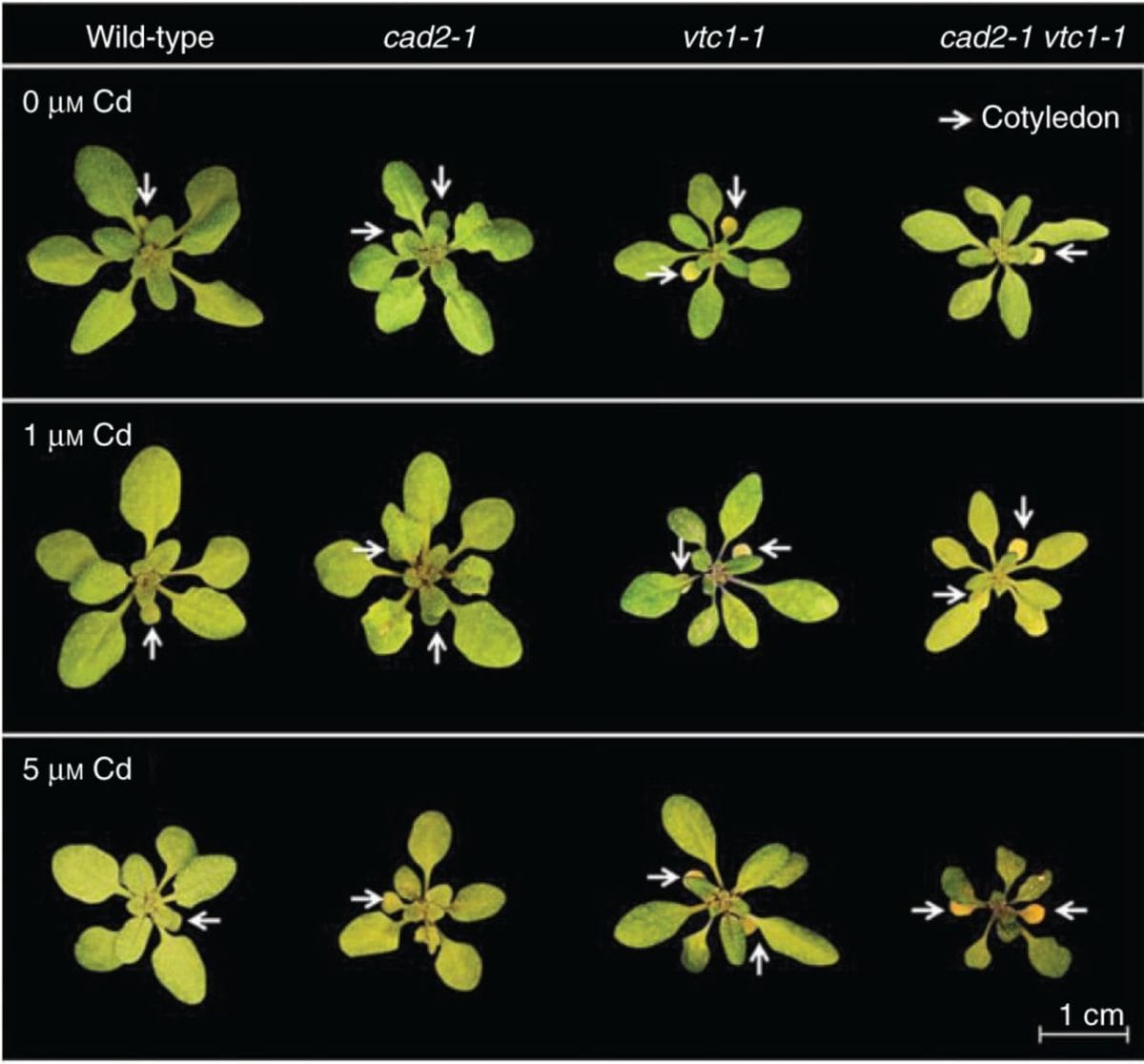 Glutathione, ascorbate and cadmium sensitivity in arabidopsis