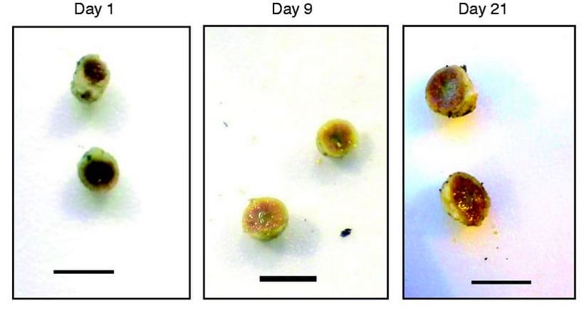 Redox markers for drought-induced nodule senescence in soybean
