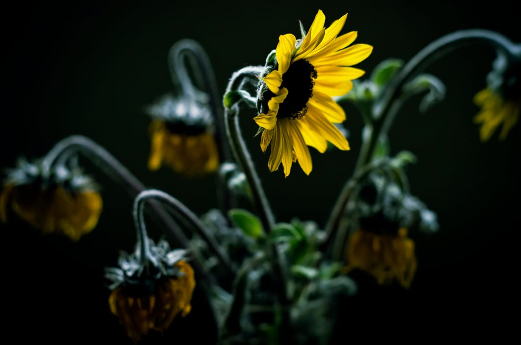 Redox changes, dormancy breaking and ageing of seeds