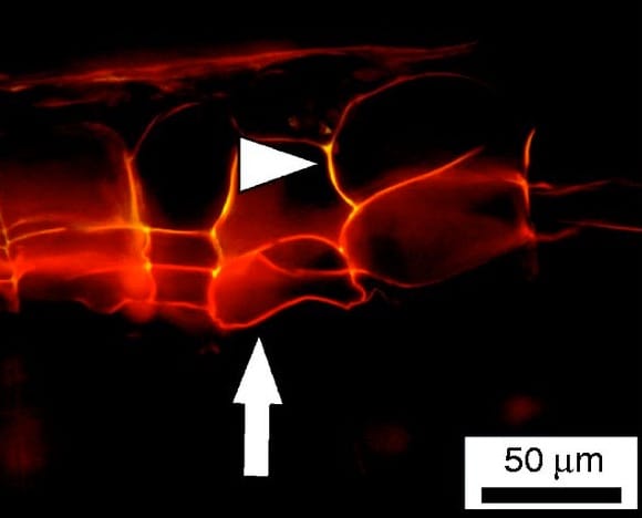 Wound-periderm-like tissue induced by UV-B radiation