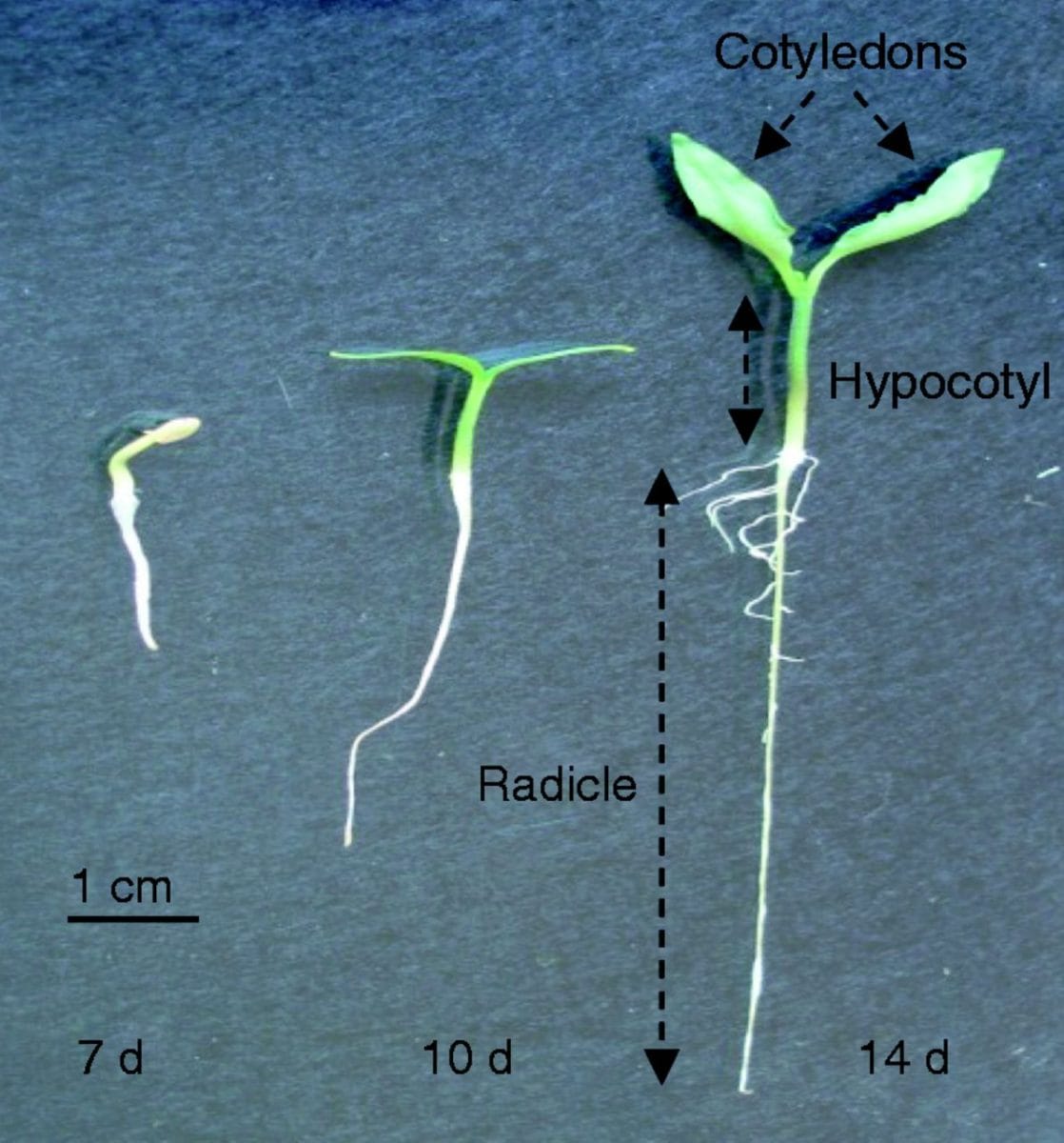 Regulation of ROS and RNS in pepper seedlings