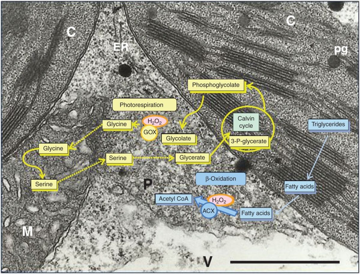 Peroxisomes and regulation of ROS/RNS signalling (Review)
