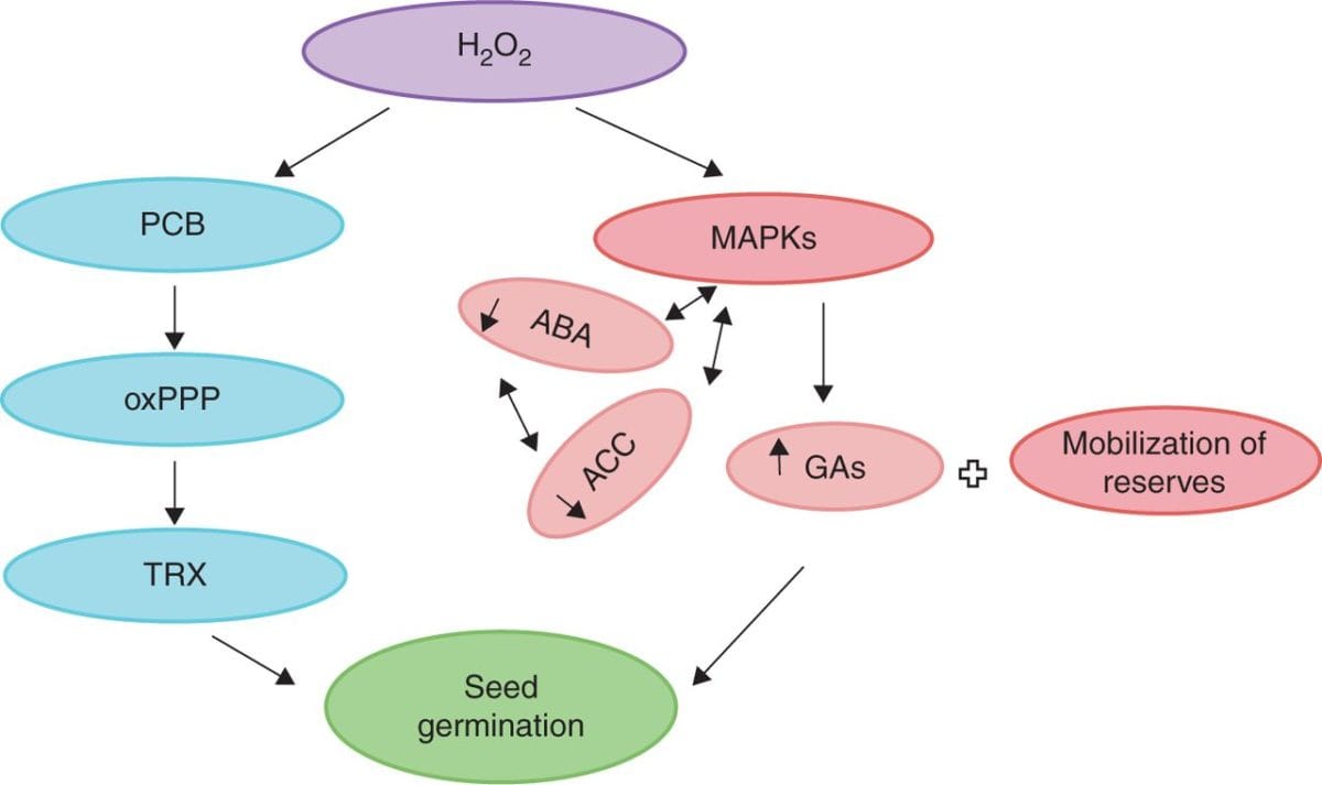 Dual role of reactive oxygen species in seed physiology (Review)