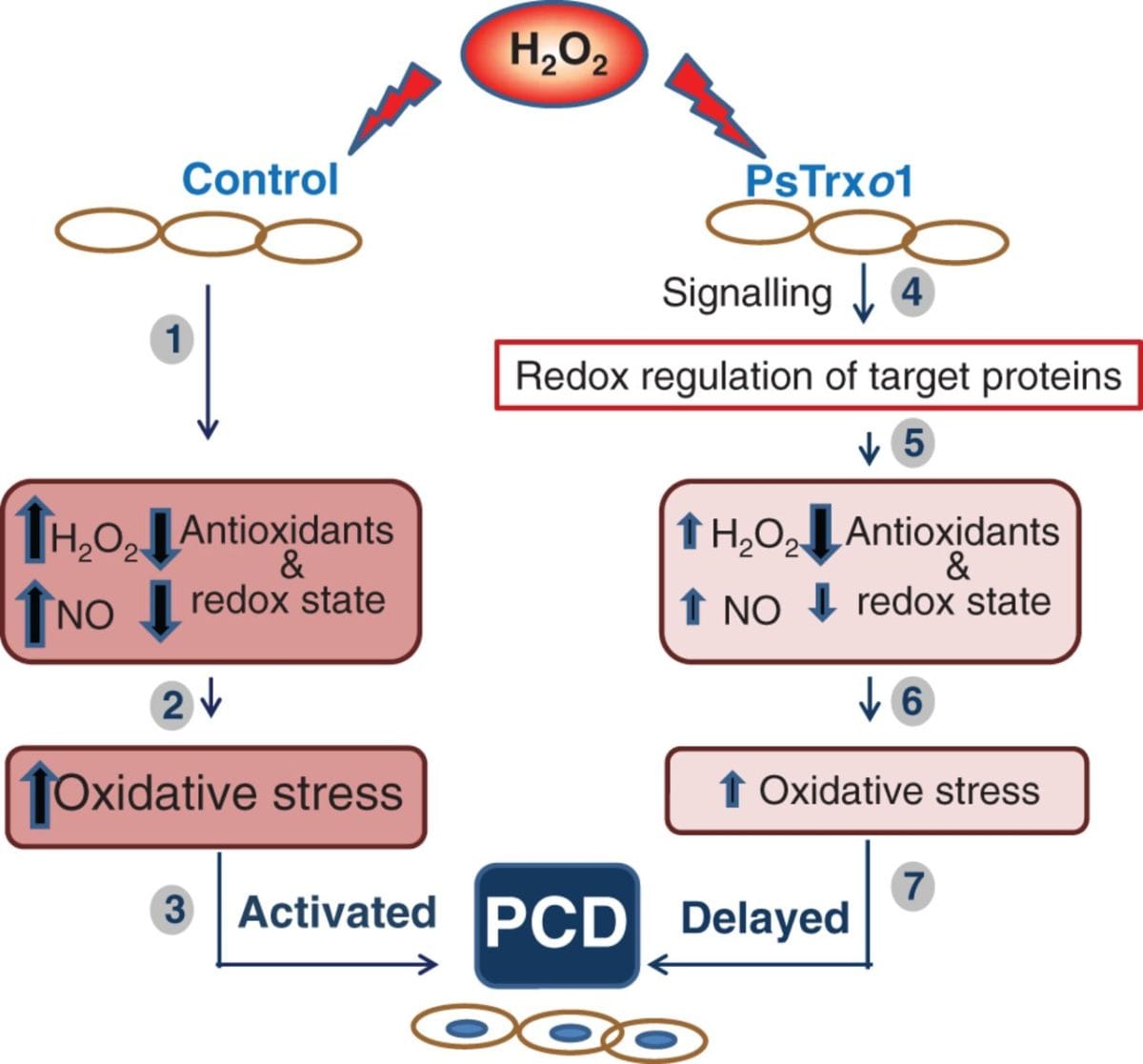 Over-expression of Trxo1 and cell viability under H2O2 stress