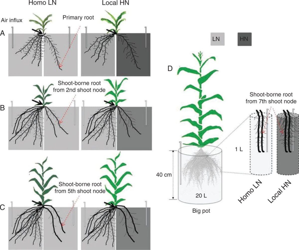 Root-type specific responses to patchy high nitrate