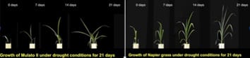 Growth of Mulato II and Napier grass under drought conditions