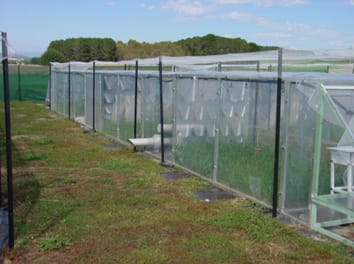 Effects of elevated atmospheric CO2 concentrations, clipping regimen and differential day/night atmospheric warming on tissue nitrogen concentrations of a perennial pasture grass