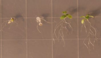Natural populations of Arabidopsis thaliana differ in seedling responses to high temperature stress