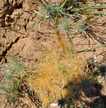 A parasitic plant increases native and exotic plant species richness in vernal pools