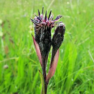 Global warming may reduce plant nectar yield