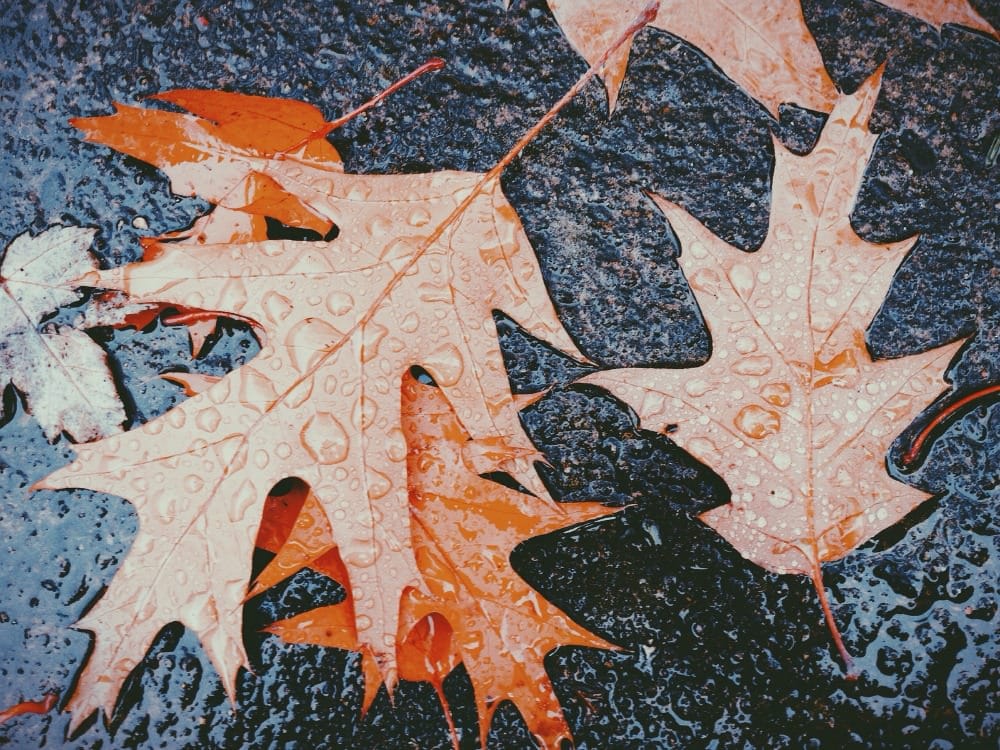 Leaf senescence varies widely across species and sites