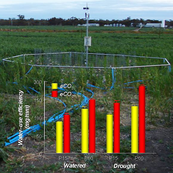 Effects of elevated CO<sub>2</sub> and P on drought tolerance