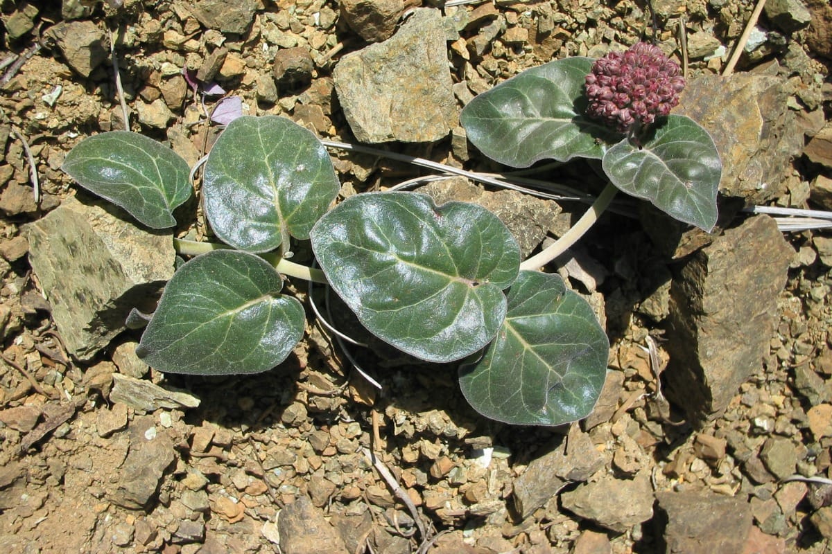 Asclepias solanoana