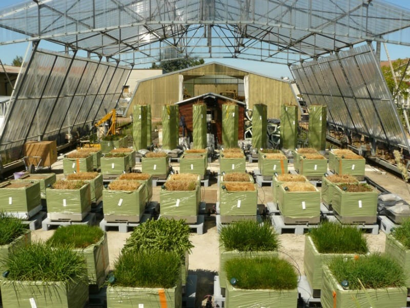 Drought strategies in perennial forage species