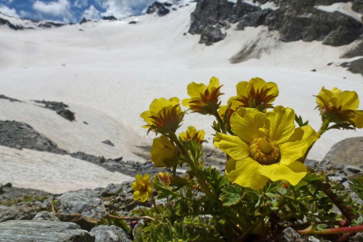 Climate warming and recruitment success in glacier forelands