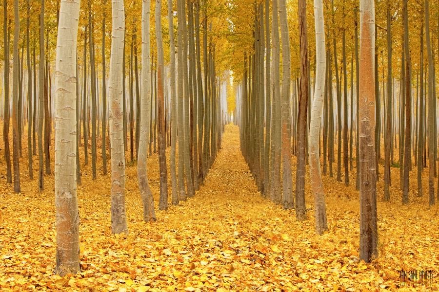 Meta-analysis of autumn senescence in the northern hemisphere