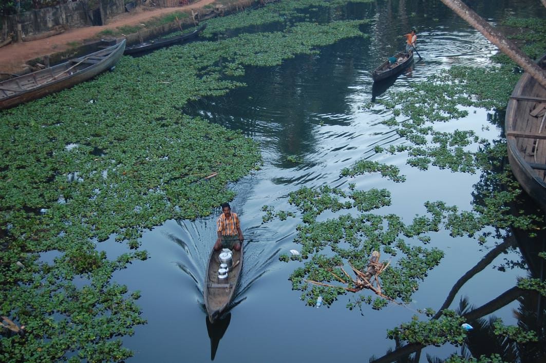 Alien Water Hyacinth