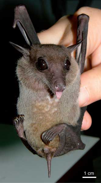 Differential pollen placement increases pollination efficiency