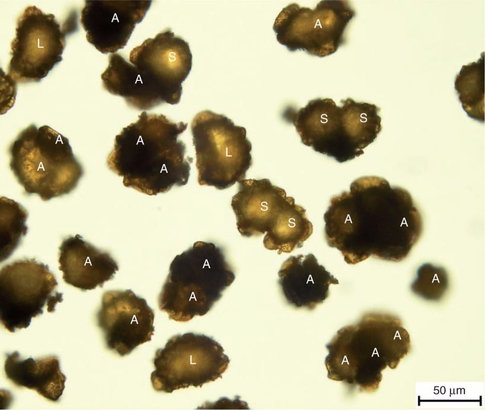 Sporogenesis and offspring ploidy levels in hybrid Dryopteris ferns