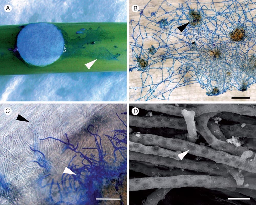 Attack and defence in the Brassica–Sclerotinia pathosystem