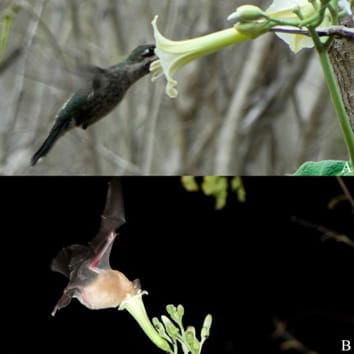 Floral traits driving reproductive isolation of two co-flowering taxa that share vertebrate pollinators