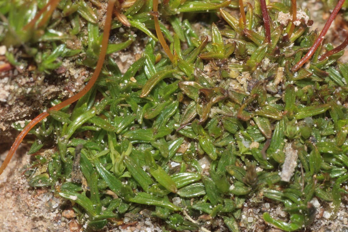 Embryonic moss sporophytes can be hardened to desiccation tolerance