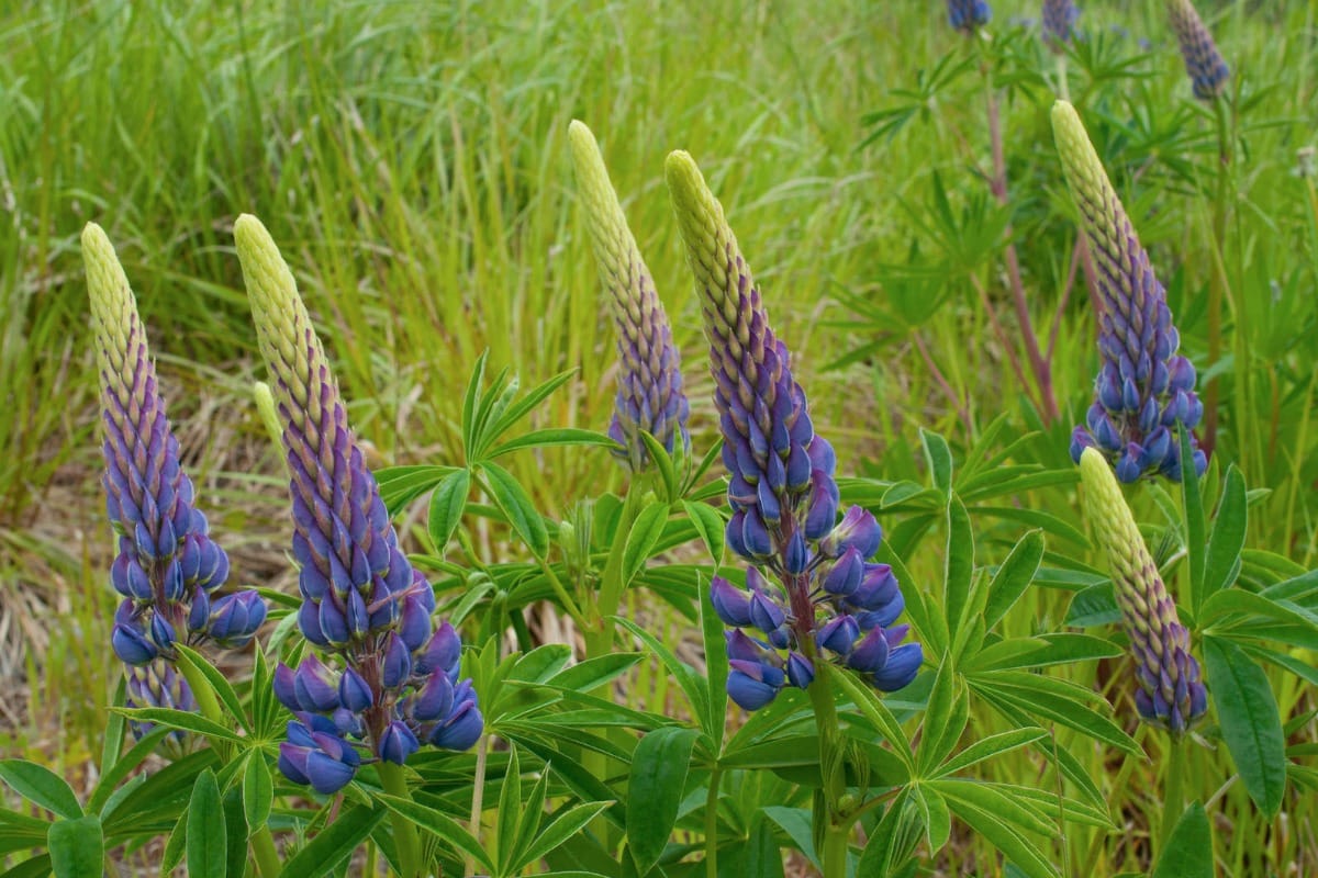 Lupinus polyphyllus
