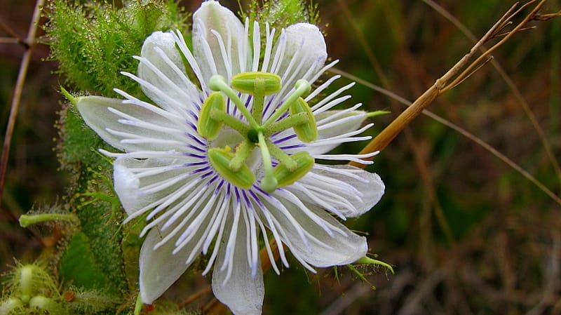 Passiflora foetida