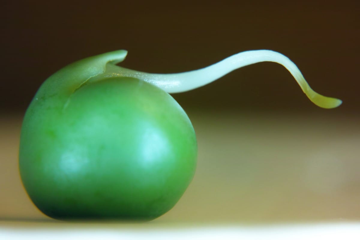 Elevated CO2 reduces nitrate inhibition of N2 fixation in Pisum