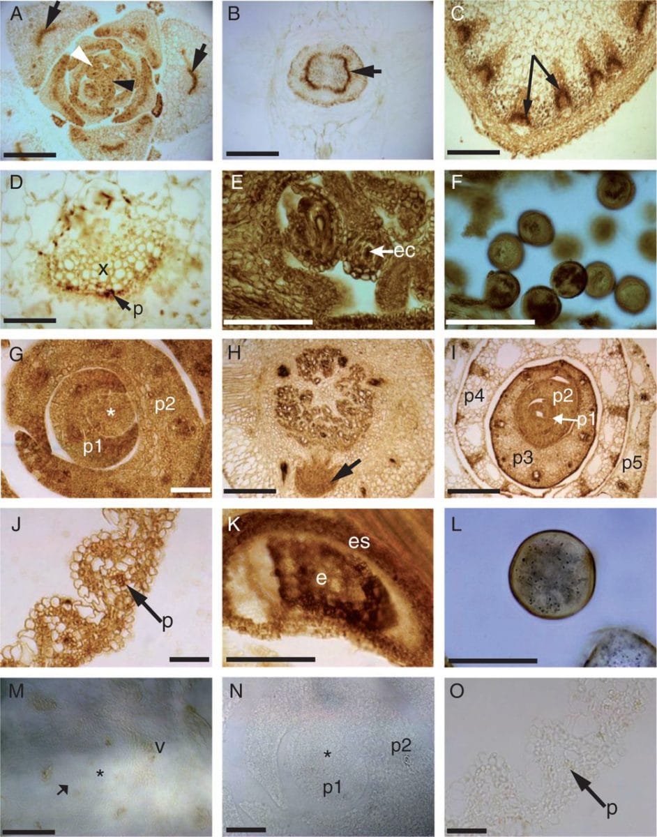 Light micrographs showing correlative immunohistochemical localization of AVP1 and OVPs in comparable tissues of arabidopsis (A–F) and rice (G–L), respectively.