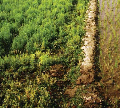 SPECIAL ISSUE: Plant Responses to Low-Oxygen Environments