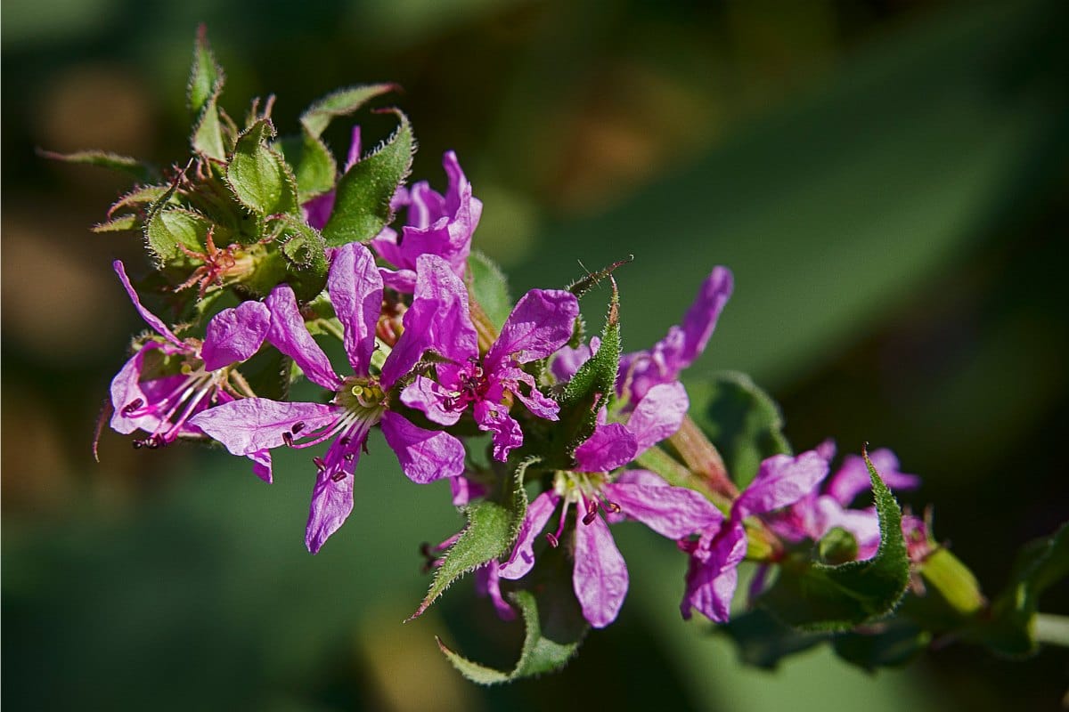 Style morph frequencies in tristylous Lythrum