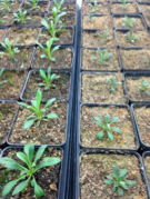 Epigenetics of drought-induced trans-generational plasticity; consequences for range limit development