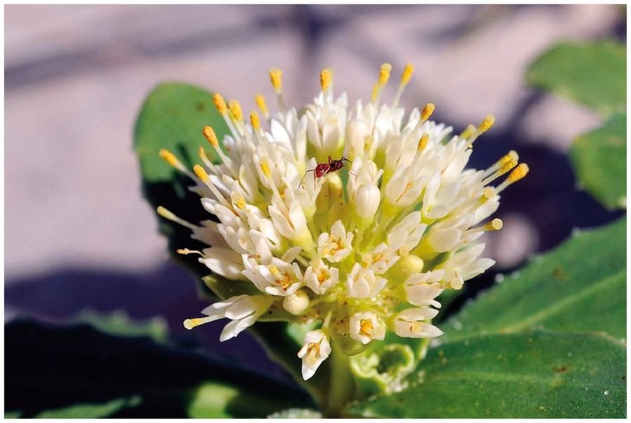 Inflorescence of a member of Calyceraceae showing an ant crawling among the florets.