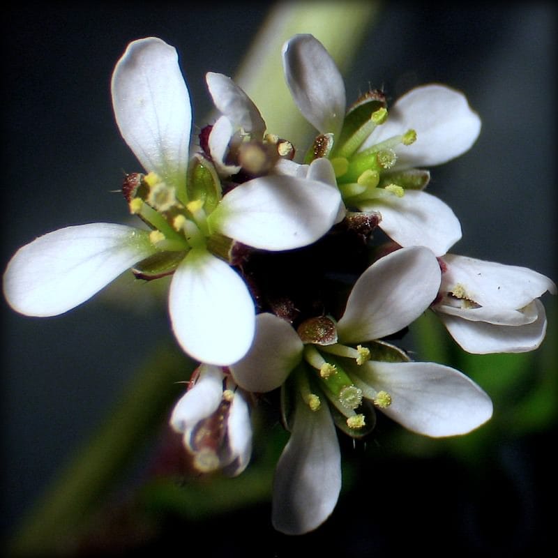 Stochastic variation in Cardamine hirsuta petal number