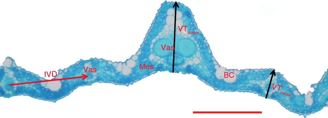 Leaf density contributes the major variation of leaf mass per area in rice