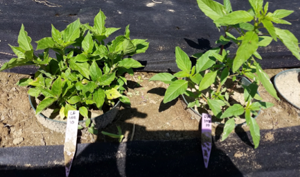 Do plant traits predict the competitive abilities of closely related species?