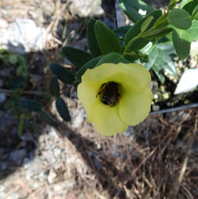 Butterflies visit more frequently, but bees are better pollinators: the importance of mouthpart dimensions in effective pollen removal and deposition
