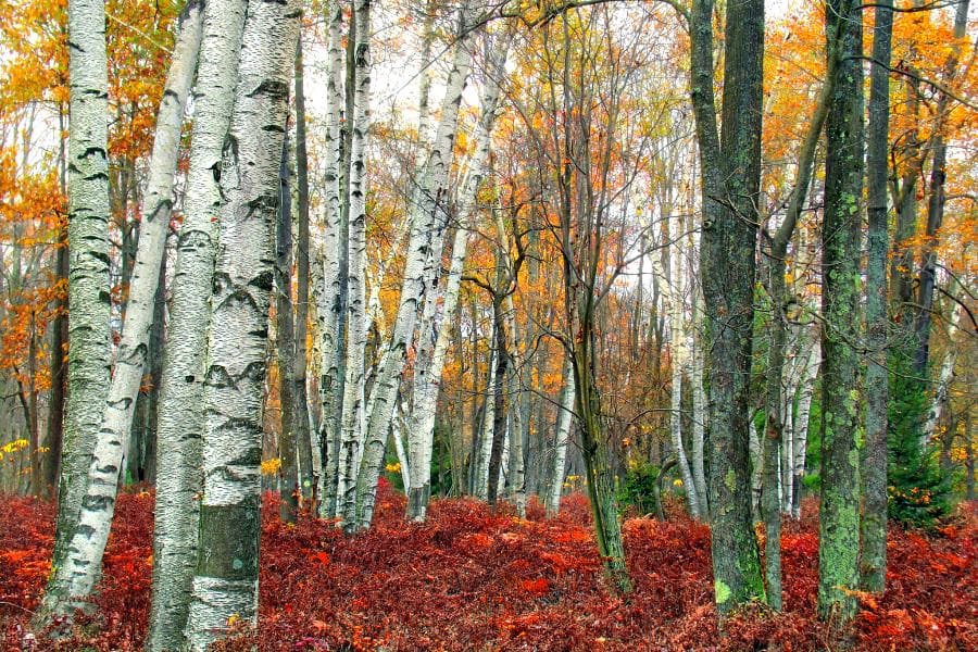 Phylogeny and genome sizes of Betula