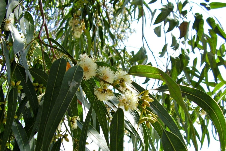 Concurrent measurements of stomatal conductance, sap pH and hydraulic conductance in Eucalyptus globulus clones