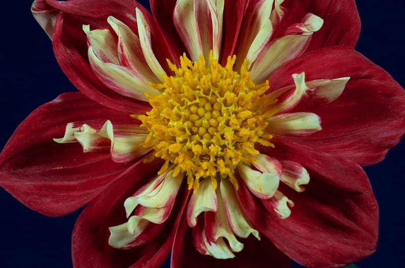 Calling all botanical student societies