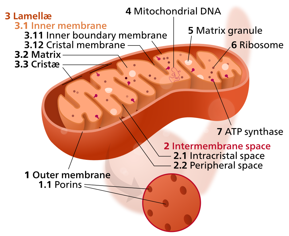 Marvellously mobile mitochondria…or are they?
