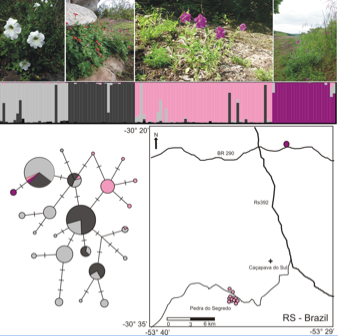 High levels of genetic diversity and population structure in an endemic and rare species: Implications for conservation