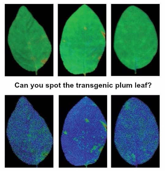 Chlorophyll fluorescence parameters in leaves of non-transformed (WT) and transgenic (lines C3-1 and J8-1) plum plants under control conditions.
