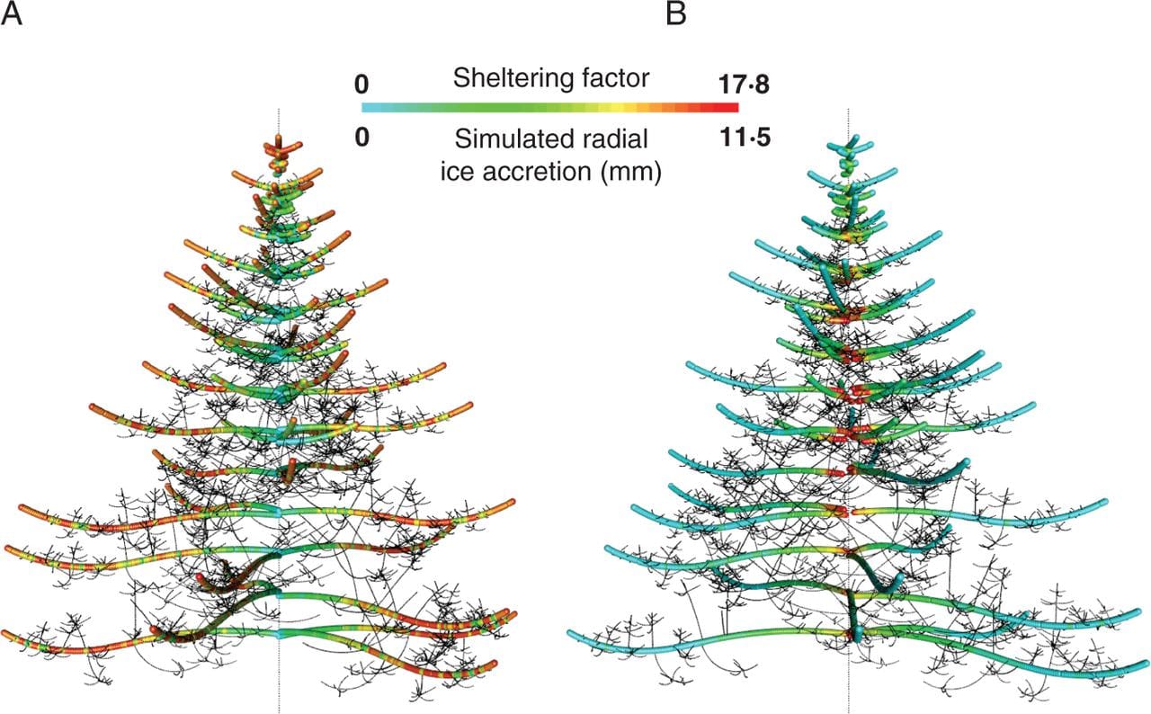Tree crown architecture and ice accretion