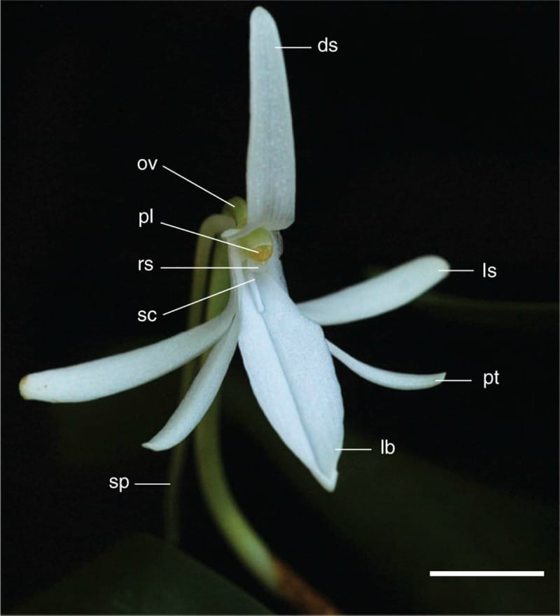 Jumellea fragrans