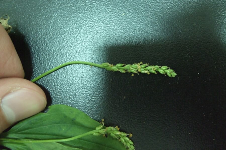 大車前草 Plantago asiatica