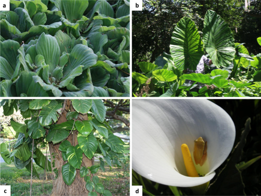 A global assessment of a large monocot family highlights the need for group-specific analyses of invasiveness