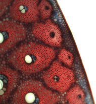 Biomechanics and functional morphology of a climbing monocot